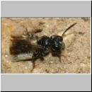 Mimumesa sp - Grabwespe 09d 6-7mm mit Zikade - OS-Hasbergen-Lehmwiese.jpg